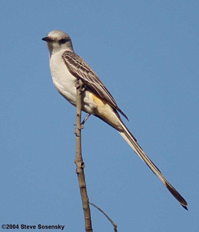 �2004 Steve Sosensky - 2004.01.11, Santa Fe Dam, Irwindale, CA